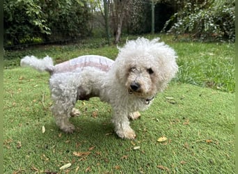 TOTO - wer verliebt sich in den kleinen Mann?