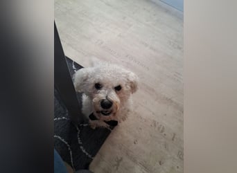 TOTO - wer verliebt sich in den kleinen Mann?