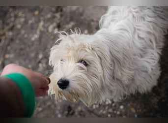 Chip-Nr. 259933 - das süße Männlein möchte DEIN vierbeiniger Begleiter sein!
