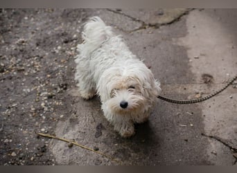 Chip-Nr. 259933 - das süße Männlein möchte DEIN vierbeiniger Begleiter sein!