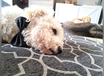 TOTO - wer verliebt sich in den kleinen Mann?