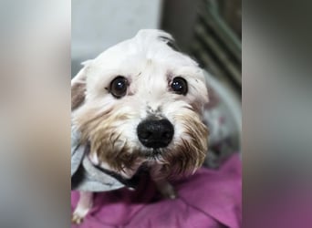 Tofu, freundlicher Senior Malteser/Seidenpinscher Mischling geb. 05/2013