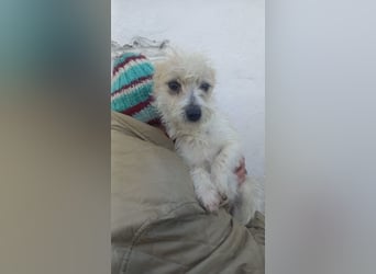 Luna, zuckersüße Malteser/Jack Russel Junghündin geb. 2025