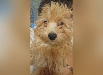 Törpe liebenswerter, verschmuster Maltipoo geb.10.05.2026