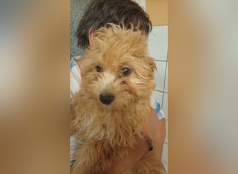 Törpe liebenswerter, verschmuster Maltipoo geb.10.05.2026