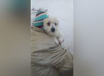 Luna, zuckersüße Malteser/Jack Russel Junghündin geb. 2025