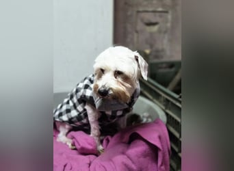 Tofu, freundlicher Senior Malteser/Seidenpinscher Mischling geb. 05/2013