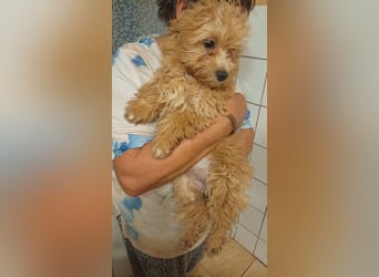 Törpe liebenswerter, verschmuster Maltipoo geb.10.05.2026
