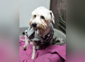 Tofu, freundlicher Senior Malteser/Seidenpinscher Mischling geb. 05/2013