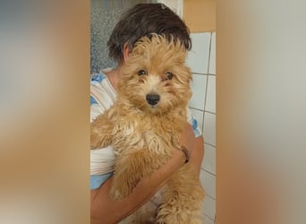 Törpe liebenswerter, verschmuster Maltipoo geb.10.05.2026