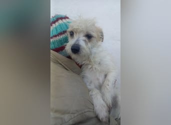 Luna, zuckersüße Malteser/Jack Russel Junghündin geb. 2025