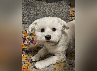 Blue sucht sein Zuhause ❤️