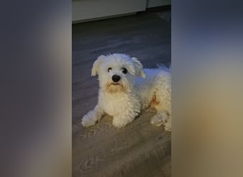 Blue sucht sein Zuhause ❤️