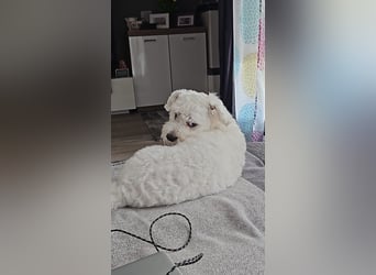 Blue sucht sein Zuhause ❤️