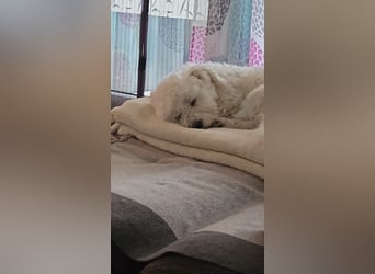 Blue sucht sein Zuhause ❤️