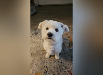 Blue sucht sein Zuhause ❤️