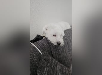 Blue sucht sein Zuhause ❤️