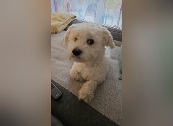 Blue sucht sein Zuhause ❤️