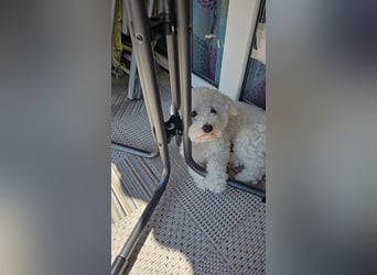 Blue sucht sein Zuhause ❤️