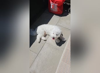 Blue sucht sein Zuhause ❤️