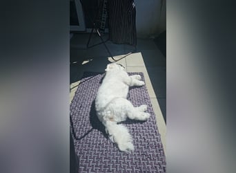 Blue sucht sein Zuhause ❤️