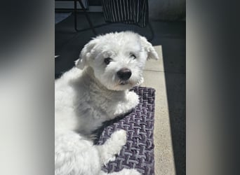 Blue sucht sein Zuhause ❤️