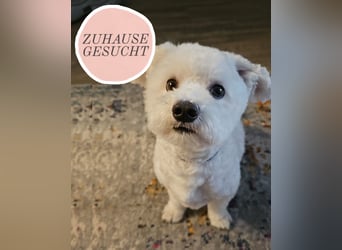 Blue sucht sein Zuhause ❤️