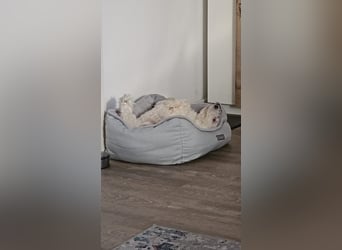 Blue sucht sein Zuhause ❤️