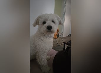 Blue sucht sein Zuhause ❤️