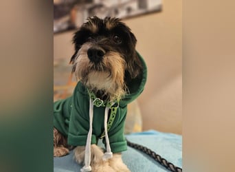 Cutie - ein zartes sensibles Hundemädel (61184 Karben)