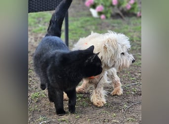 Reni ist eine sensible Hündin