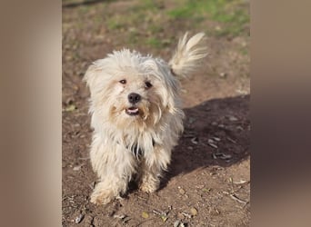 Lior sucht ein ländliches Zuhause