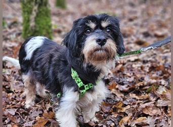 Cutie - ein zartes sensibles Hundemädel (61184 Karben)