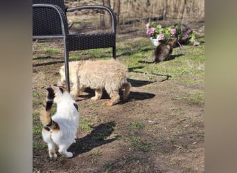 Reni ist eine sensible Hündin