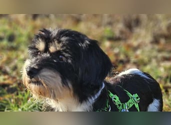 Cutie - ein zartes sensibles Hundemädel (61184 Karben)