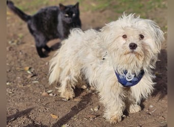 Lior sucht ein ländliches Zuhause