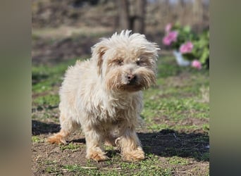 Reni ist eine sensible Hündin