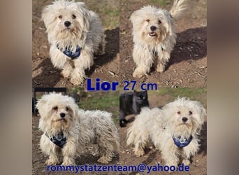 Lior sucht ein ländliches Zuhause