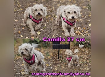 Die kleine Camilla wurde ausgemustert