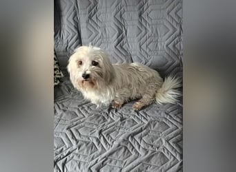 Olias ist ein sanfter, feinfühliger Hund (25451 Quickborn)