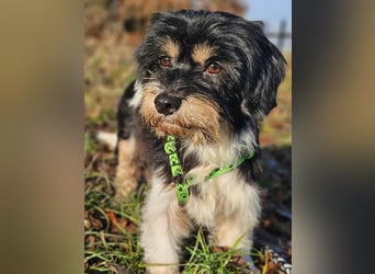 Cutie - ein zartes sensibles Hundemädel (61184 Karben)