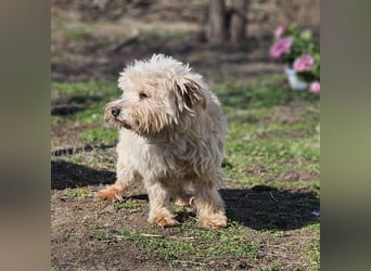Reni ist eine sensible Hündin