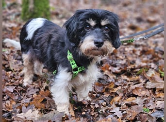 Cutie - ein zartes sensibles Hundemädel (61184 Karben)