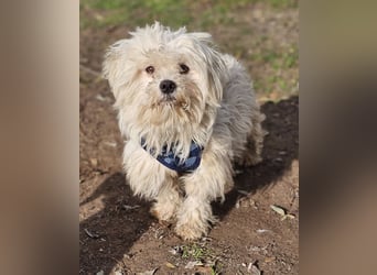 Lior sucht ein ländliches Zuhause