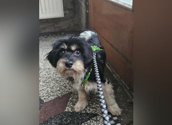 Cutie - ein zartes sensibles Hundemädel (61184 Karben)