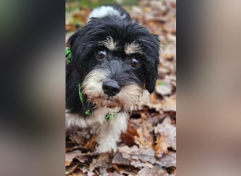 Cutie - ein zartes sensibles Hundemädel (61184 Karben)