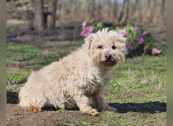Reni ist eine sensible Hündin