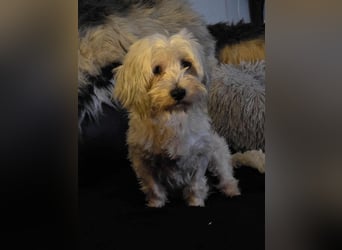 Olias ist ein sanfter, feinfühliger Hund (25451 Quickborn)