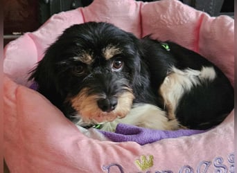 Cutie - ein zartes sensibles Hundemädel (61184 Karben)