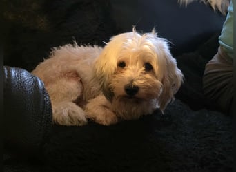 Olias ist ein sanfter, feinfühliger Hund (25451 Quickborn)